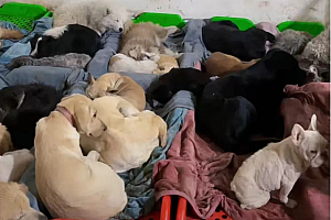 救助喂养流浪狗,直播一年赚了1000万!利用你的同情心发财?